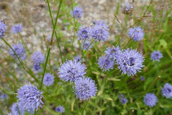 Blommor vid vägkant